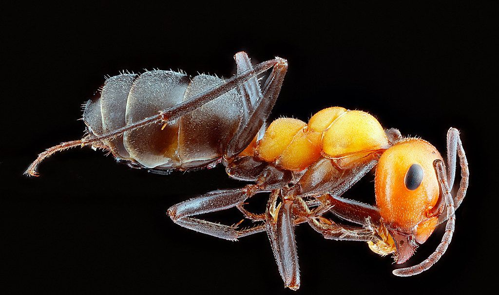 Ant Control service in Harlingen, TX