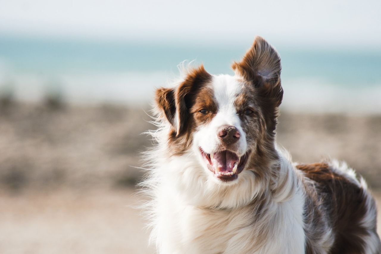 Flea & Tick Control service in Harlingen, TX