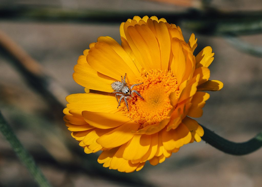 Spider Control service in Harlingen, TX
